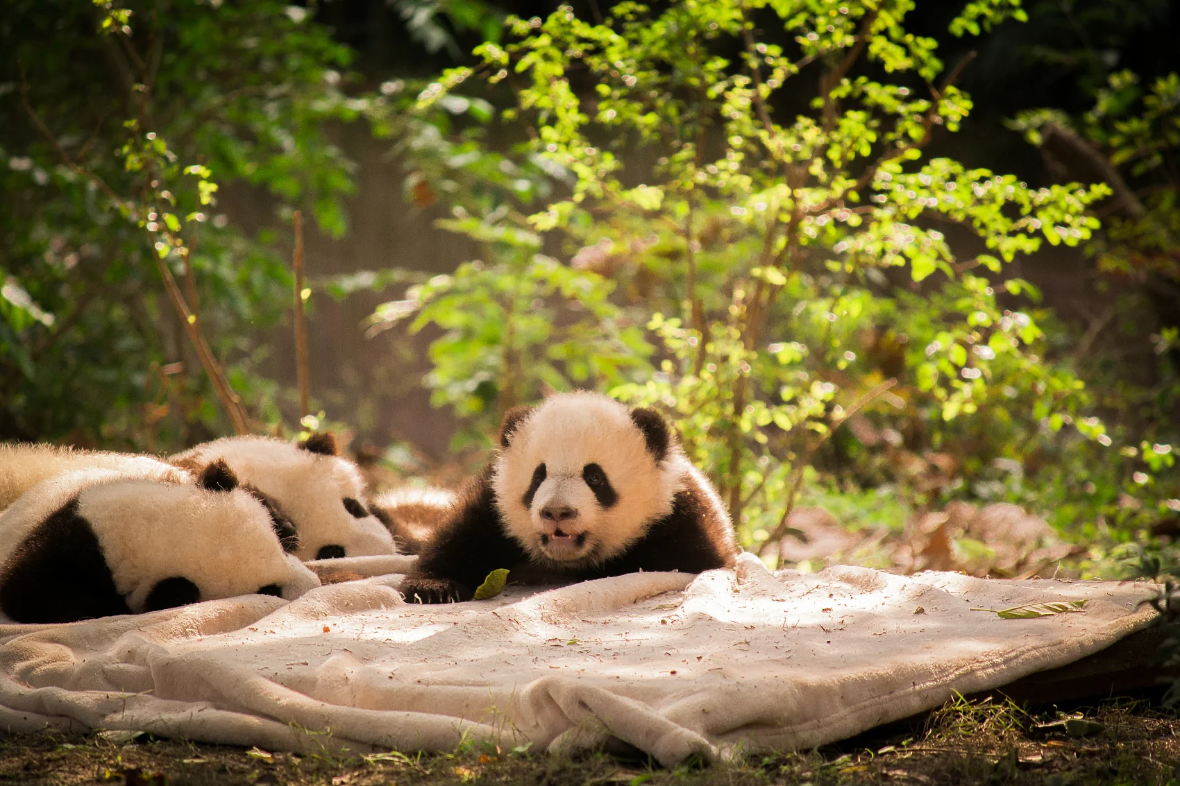 Giant panda